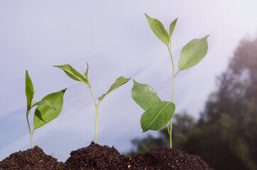 Growing sprouts on a background of blue sky with sunbeams. The concept of revenue growth, deposits, interest. Ecology. Seedlings on the ground at different stages of growth.