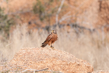 Rock Kestrel with its prey, an armoured ground cricket