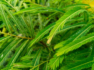 close up of a pine needles, rain water drops shining in green fern leaves plant growing in garden, nature photography, gardening background