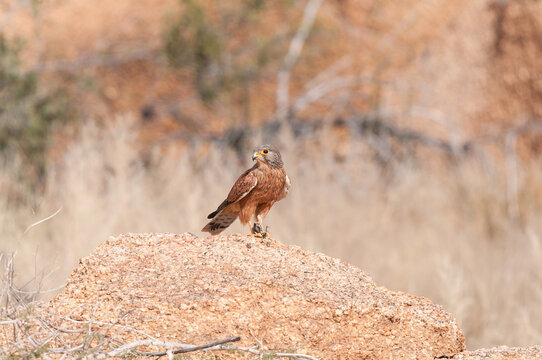 Rock Kestrel with its prey, an armoured ground cricket