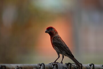 sparrow on a fence