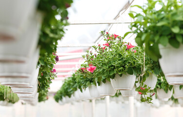 Blooming petunias. Potted flowers under ceiling in interior