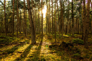 Naklejka premium Promienie słoneczne w lesie o zachodzie słońca. Trójki na Veluwe.