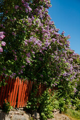 Obraz premium Beautiful street with blooming lilac in old town of Porvoo