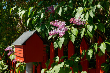 Beautiful street with bird feeder and blooming lilac in old town of Porvoo