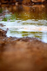 autumn leaves reflected in water