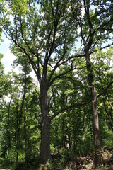 Fototapeta premium Wiener Wald