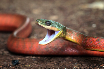 Red boiga snake closeup head