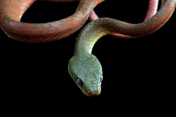 Obraz premium Red boiga snake closeup head