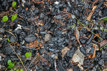 a lot of burned forest on ground