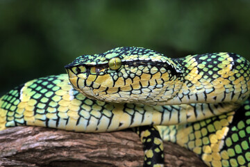 Wagleri viper snake closeup head