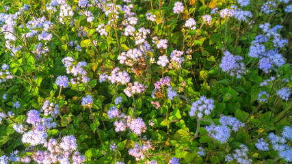 Obraz na płótnie Canvas spring flowers in the field