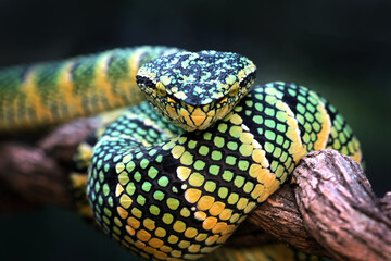 Wagleri viper snake closeup head