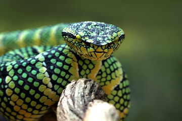 Wagleri viper snake closeup head