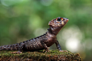 Crocodile skink sunbathing on moss
