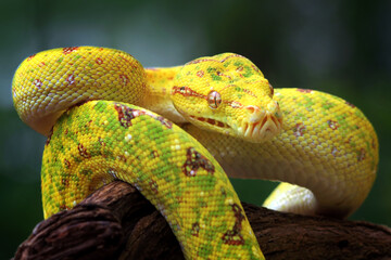 Head of yellow tree python snake on branch, snake on branch