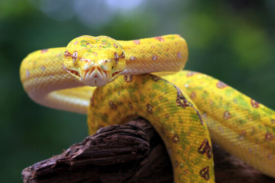 Head of yellow tree python snake on branch, snake on branch