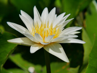 Close-up of lotus flower on the pond.