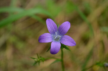Fototapeta premium Delicate blue bell flowers on the flowerbed in summer among green grass in the garden. They are wonderful spring and summer flowers.