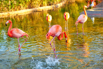 Island of Flamingos . Exotic Birds in the Lake water 