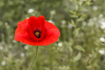 Red poppy flower on a blurred background of grass and meadow flowers