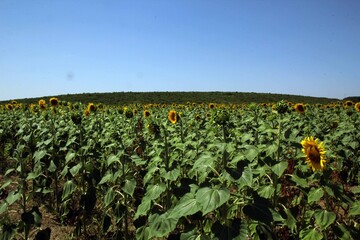 Fototapeta na wymiar Sunflower field summertime blue sky