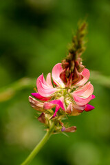 Makro einer Wildblume