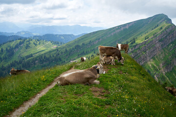 Fototapeta na wymiar Cows on alpine meadow in bavaria
