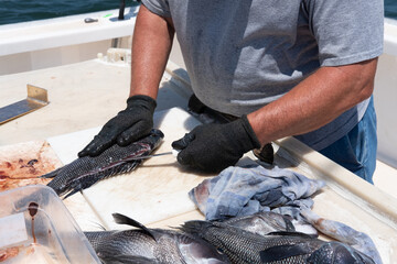 Photograph of freshly caught Atlantic Black Sea Bass being cleaned on the deck of the boat by the boat's mate.