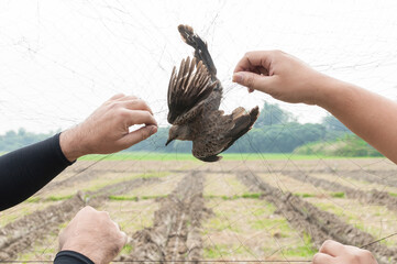 Bird were caught by gardener hand holding on a mesh on white background,Illegal Bird Trap