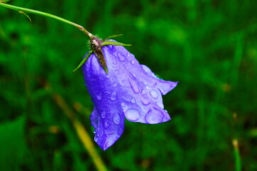 Delicate blue bell flowers on the flowerbed in summer among green grass in the garden. They are wonderful spring and summer flowers.