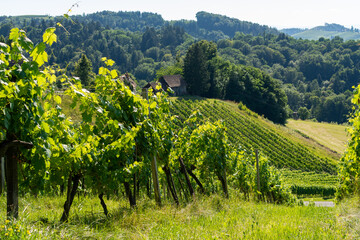 Fototapeta na wymiar Sunny vineyard in South Styria in Austria