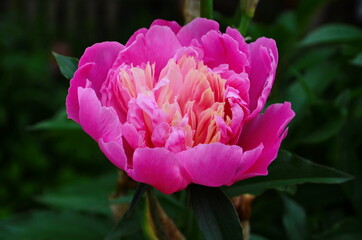 Closeup of pink peony flower in the garden