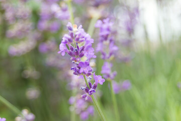 Purple blurry lavender flowers closeup. A closeup. Flower texture.