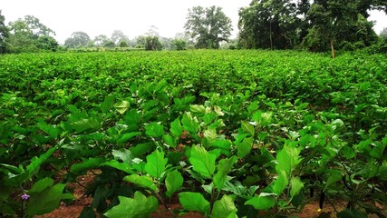 Brinjal farming : green brinjal plant in a farm
