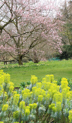 Kew gardens in spring, England 
