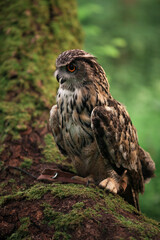 Brown owl on moss tree