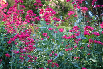 lila Blüte, Blume, Staude, Garten