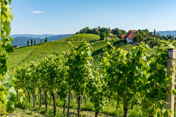 Sunny vineyard in South Styria in Austria