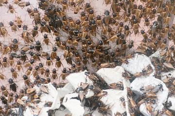 Many black poultry in a paper crate climb on the grill.