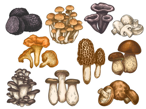 Hand drawn mushrooms. Colorful sketch various edible mushroom truffle, champignon, black and king trumpet, bolete vegan product vector set. Vegetarian ingredient for cooking, organic food g
