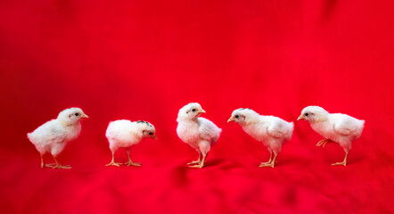 5 little baby hamburg chicken stand on a row in front of red cloth background. © Surachetsh