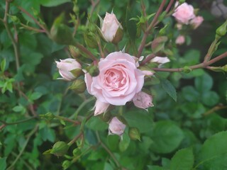 pink rose in garden