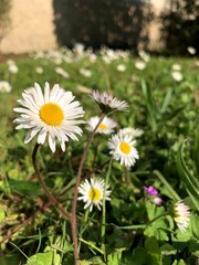 Fototapeta premium white daisies in a garden