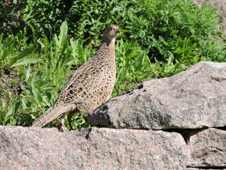 female pheasant in the wild