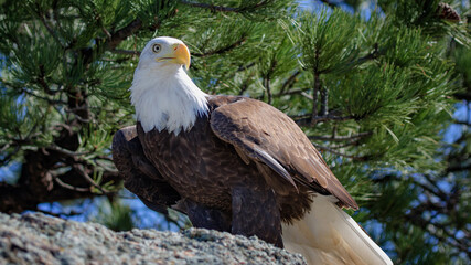 eagle