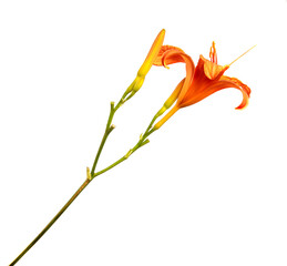 Lily flowers isolated on a white background, closeup. Buds of orange daylily flower, isolate. Spring, a bouquet. Floristics.