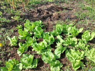 lettuce growing in the garden