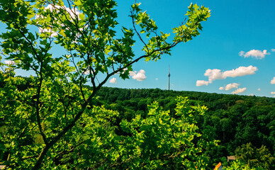 trees,branches and green leafs with the tv tower