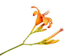 Lily flowers isolated on a white background, closeup. Buds of orange daylily flower, isolate. Spring, a bouquet. Floristics.